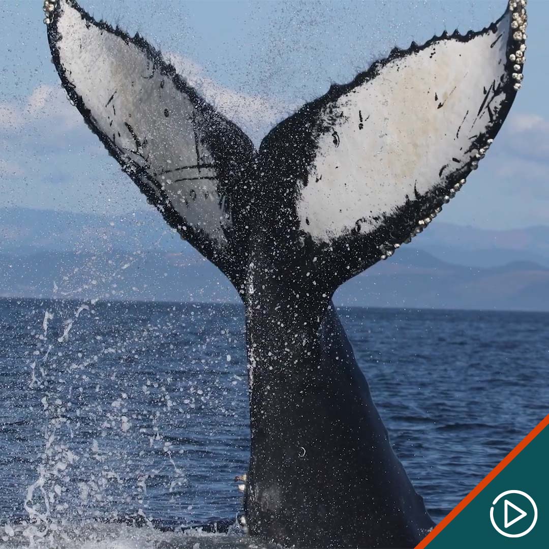 Whale out in the Pacific Ocean
